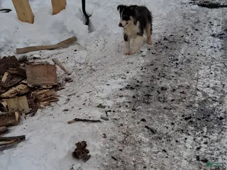 Australian Shepherd dogs Duke - Ad 13