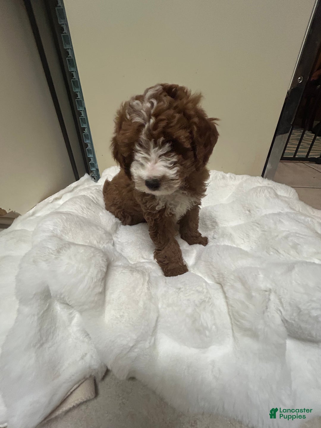 Mini Goldendoodle dogs for sale: Petite Tuxedo Mini Goldendoodle Teddy - Ad 5