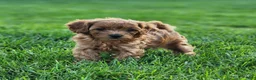 Cavapoo dogs for sale: Simba - Ad 4