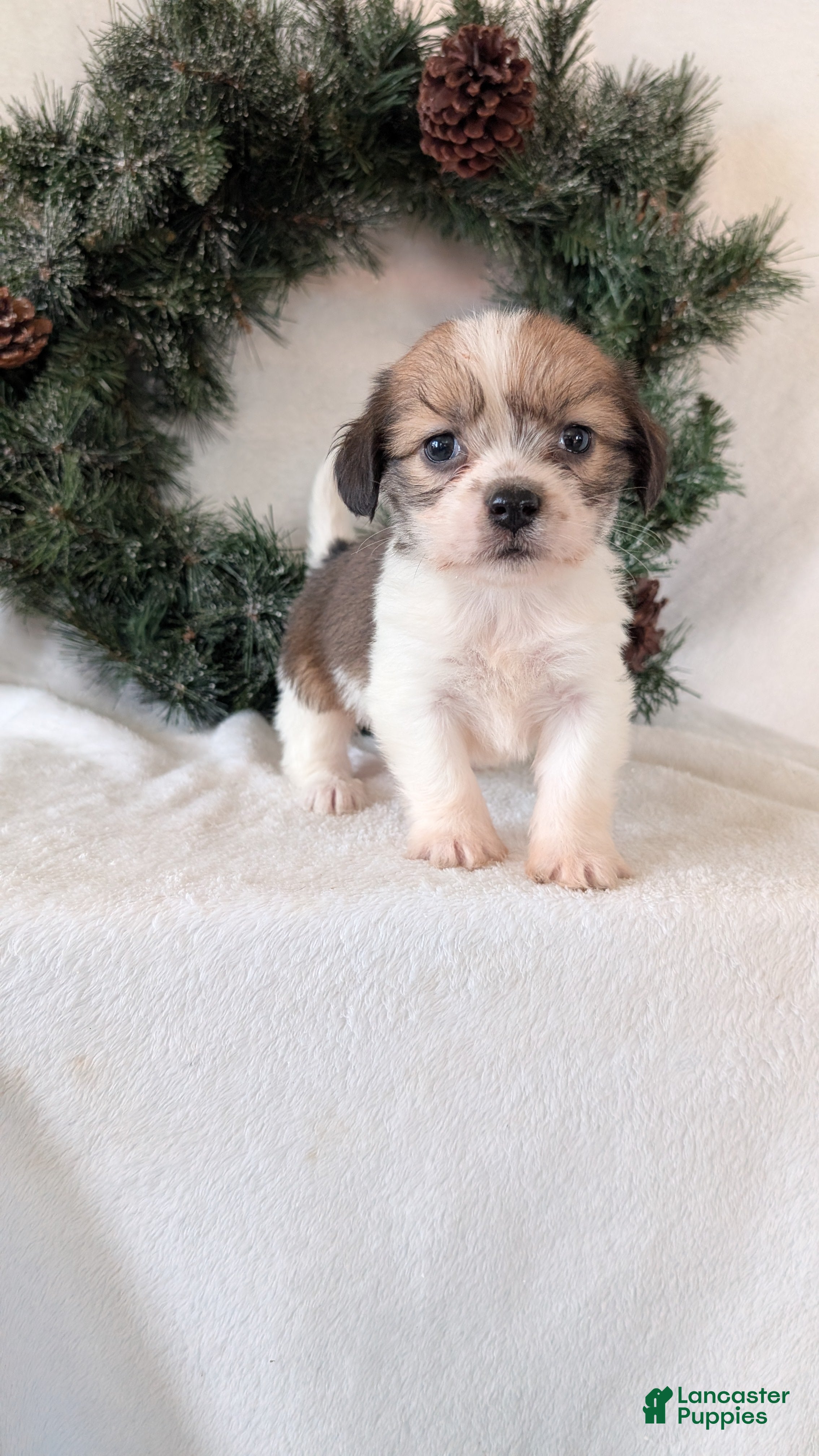 Mixed Breed dogs Ann - Ad 27