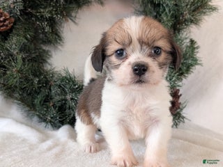 Mixed Breed dogs Ann - Ad 40