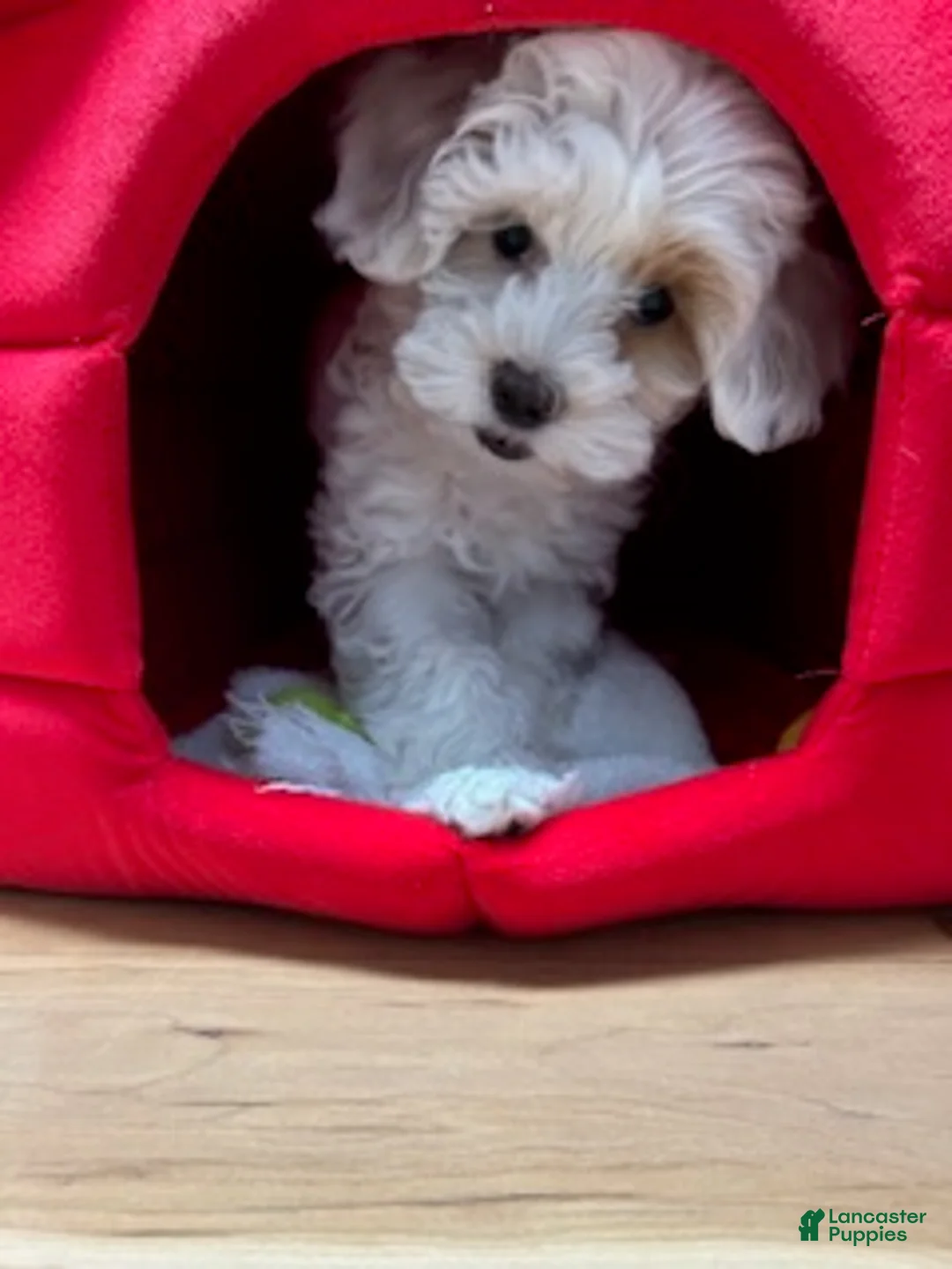 Maltipoo dogs for sale: Missy - Ad 3