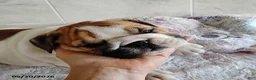 English Bulldog dogs for sale: Rio Grande - Ad 11