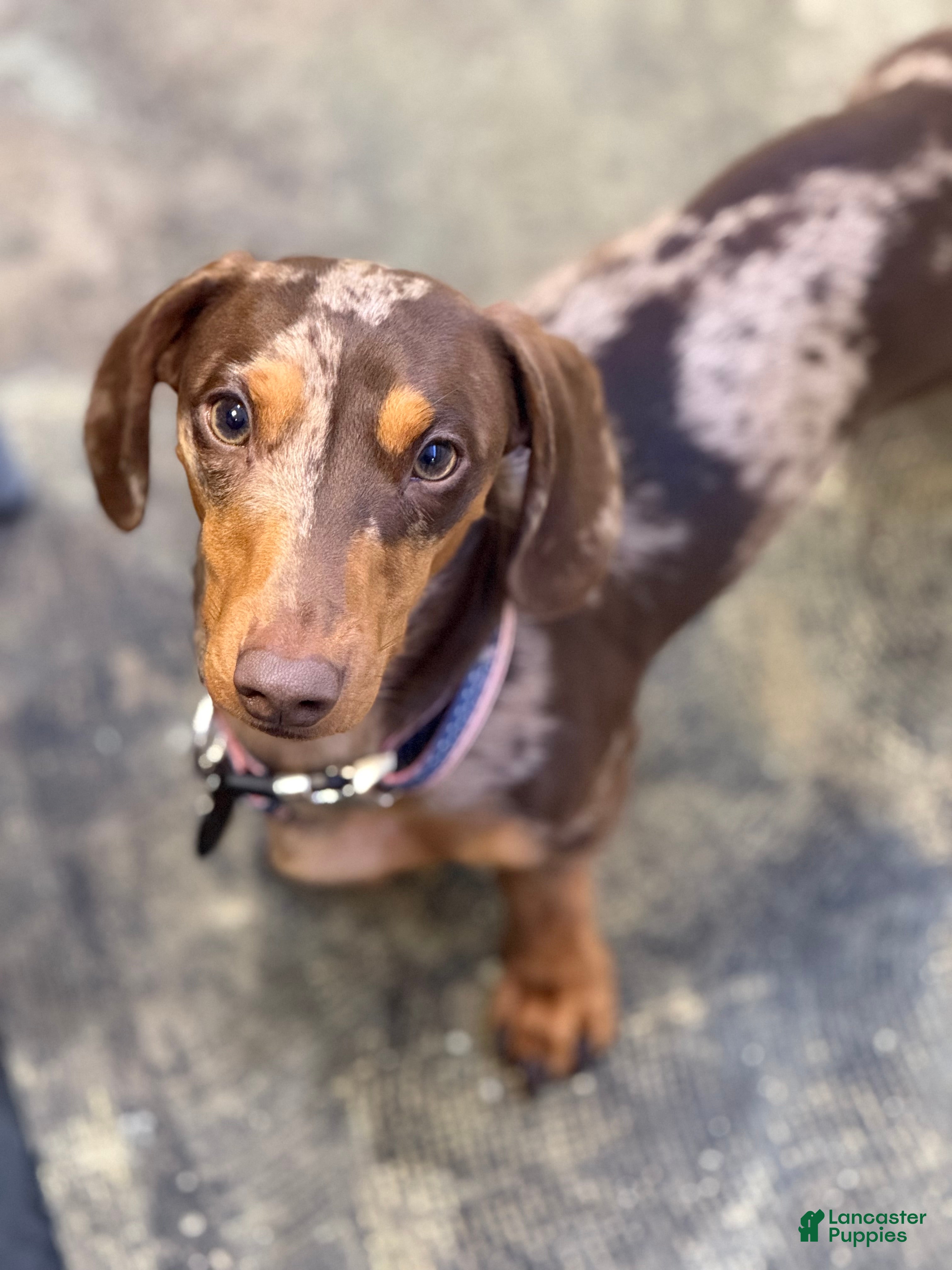 Thanos Mr weenie derpy