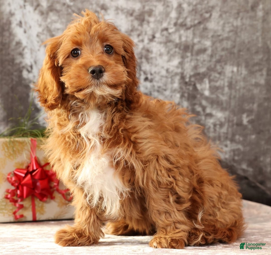 Cavapoo dogs for sale: Kimmy - Ad 1