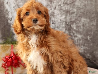 Cavapoo dogs Kimmy - Ad 9