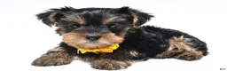 Yorkshire Terrier dogs for sale: Sadie - Ad 8