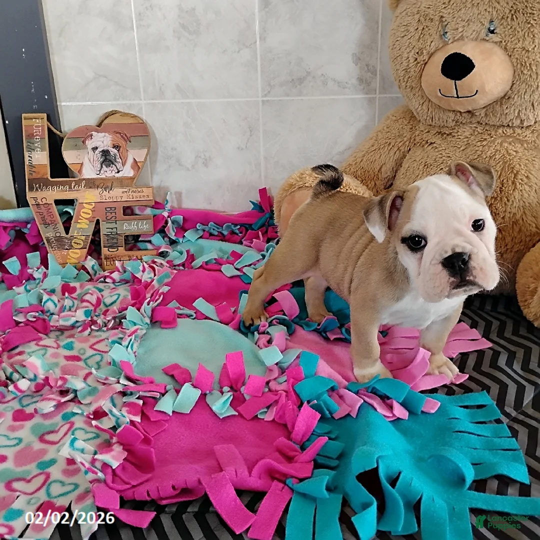 English Bulldog dogs for sale: Reba Mae - Ad 8