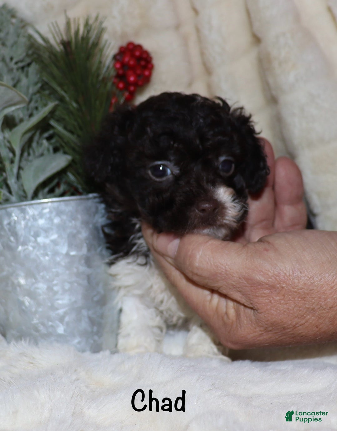 Toy Poodle dogs for sale: Chad - Ad 3