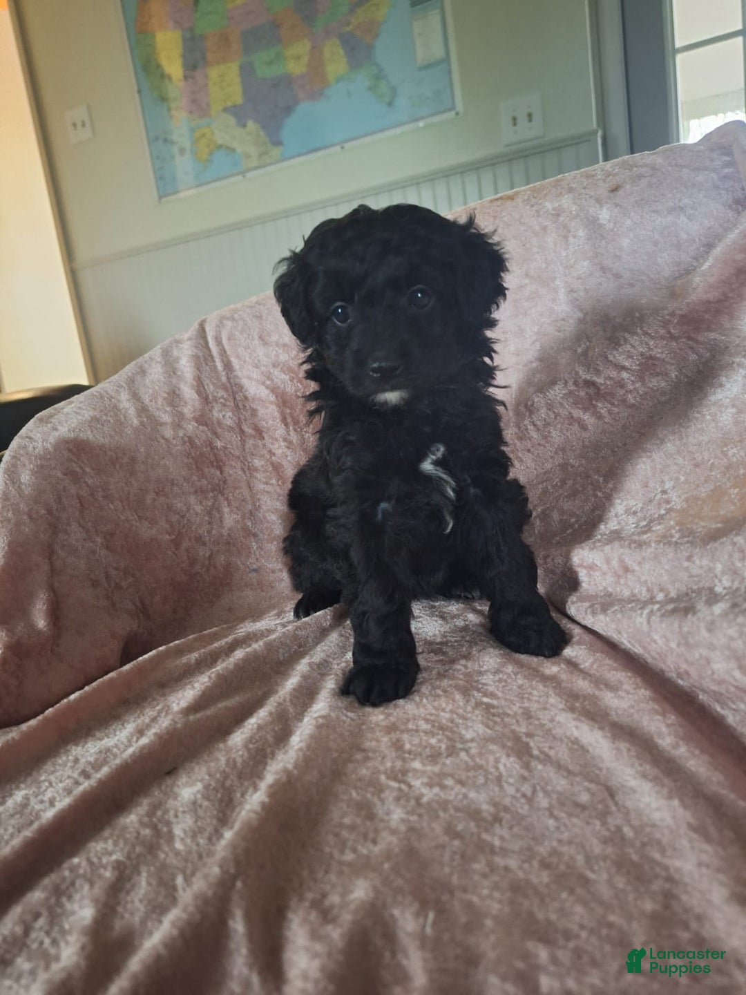 Mini Aussiedoodle dogs for sale: Maz - Ad 2