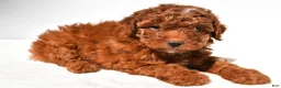 Miniature Poodle dogs for sale: Cooper - Ad 3