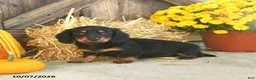 Miniature Dachshund dogs for sale: Juneau - Ad 4