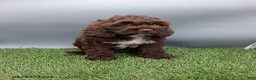 Cockapoo dogs for sale: Amber - Ad 6