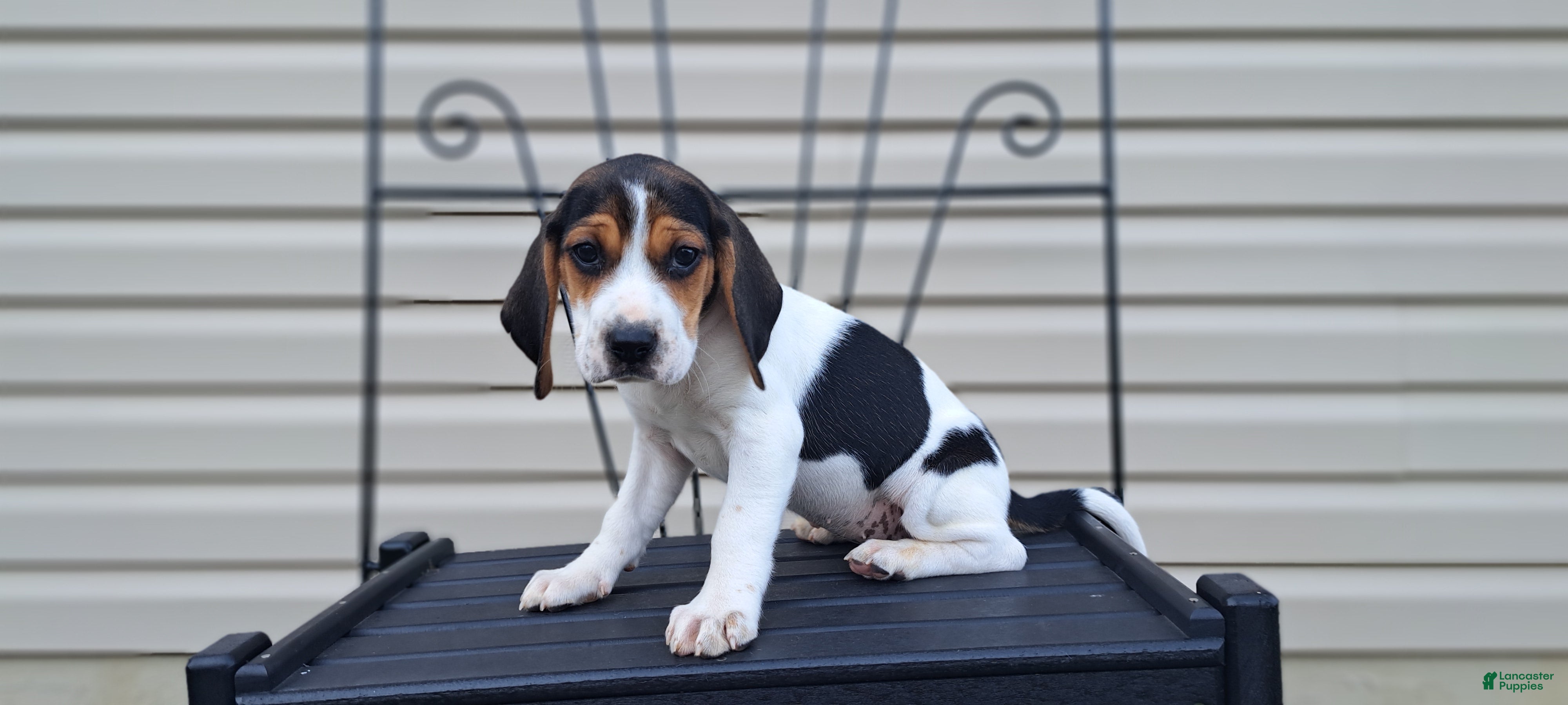 Beagle dogs LUCY - Ad 1