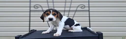 Beagle dogs for sale: LUCY - Ad 1