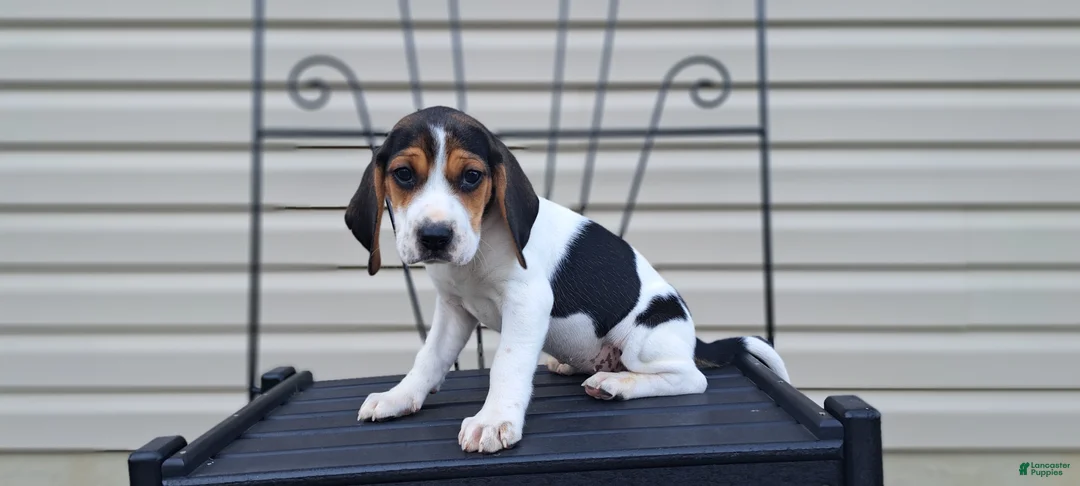 Beagle dogs for sale: LUCY - Ad 1