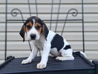 Beagle dogs for sale: LUCY - Ad 3