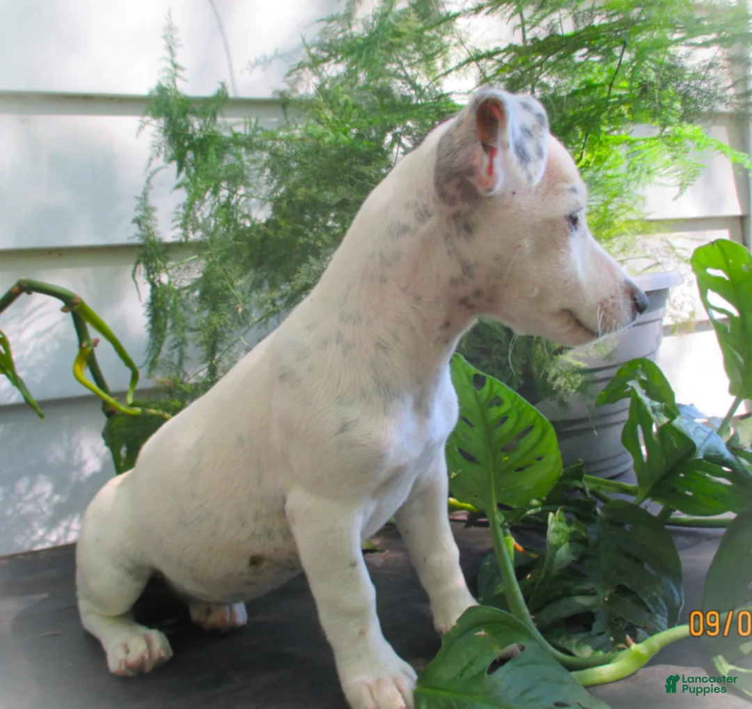 Jack Russell Terrier dogs for sale: Cammie - Ad 2
