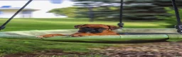 Boxer dogs for sale: Russell - Ad 10