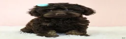 Cockapoo dogs for sale: Selah 🌺 - Ad 4
