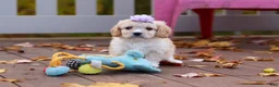 Cavachon dogs for sale: Rosie - Ad 9