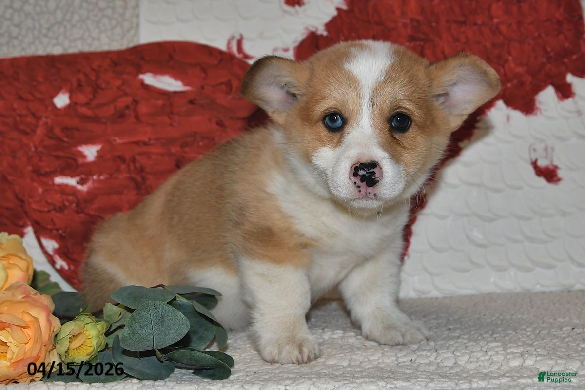 Welsh Corgi Pembroke dogs Cheri - Ad 2