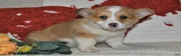 Welsh Corgi Pembroke dogs for sale: Cheri - Ad 6