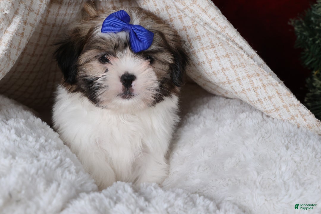 Shih Tzu dogs for sale: Jared - Ad 13