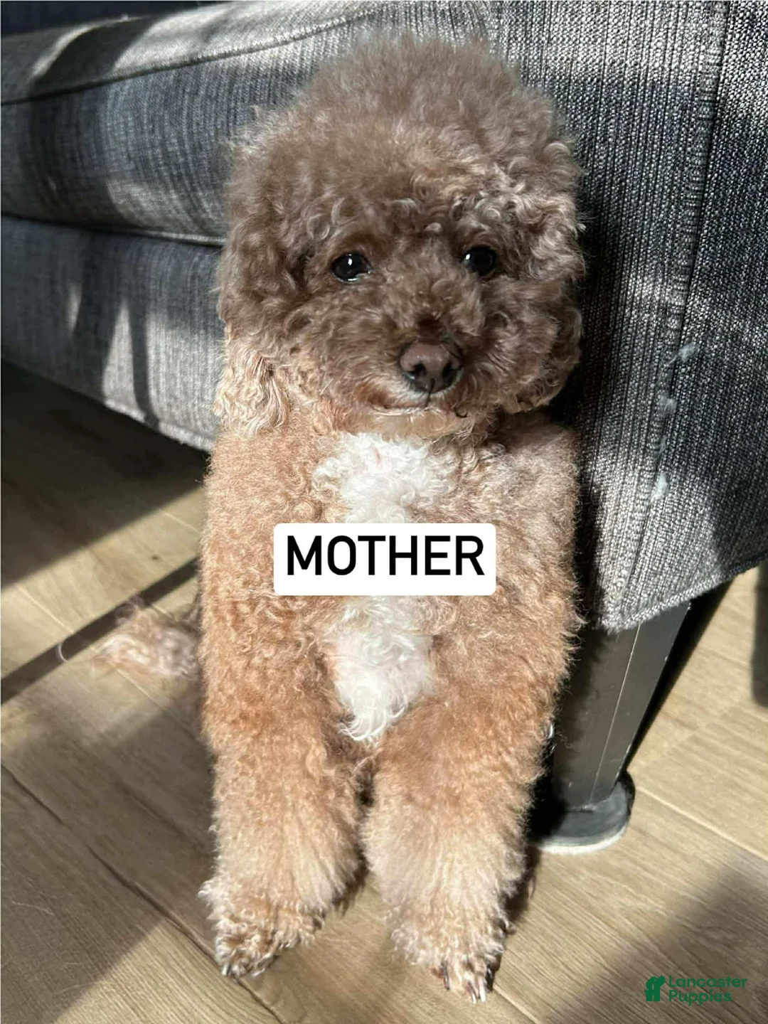 Mixed Breed dogs for sale: Vayda - Ad 3