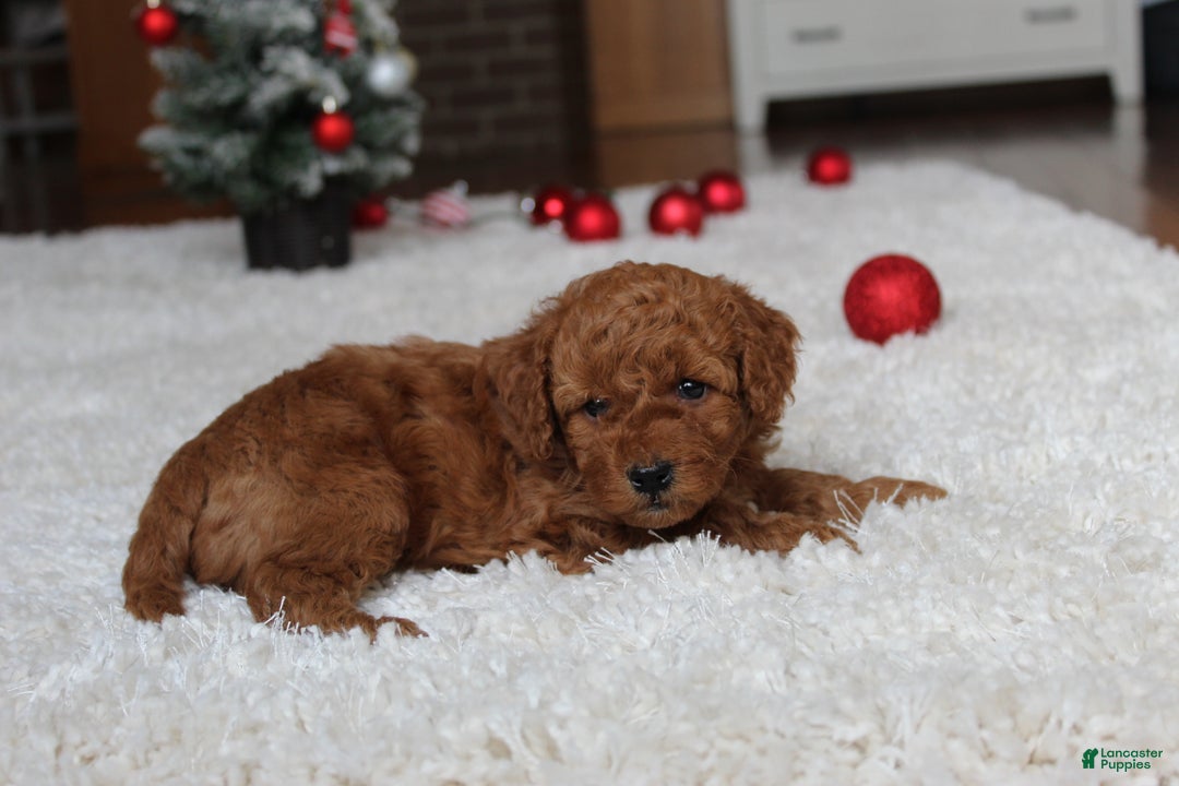 Cavapoochon dogs for sale: Millie - Ad 7
