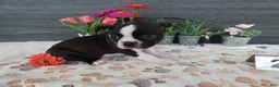 Boston Terrier dogs for sale: Boston Terrier 2 Macy - Ad 2