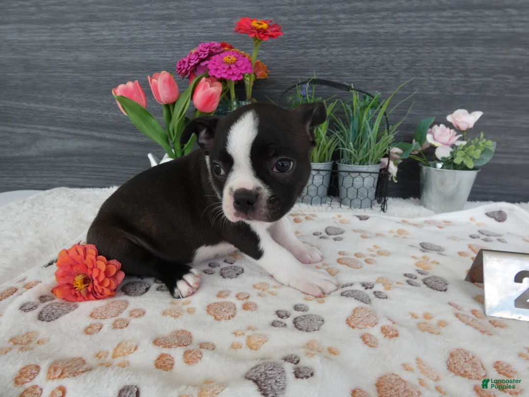Boston Terrier dogs for sale: Boston Terrier 2 Macy - Ad 2