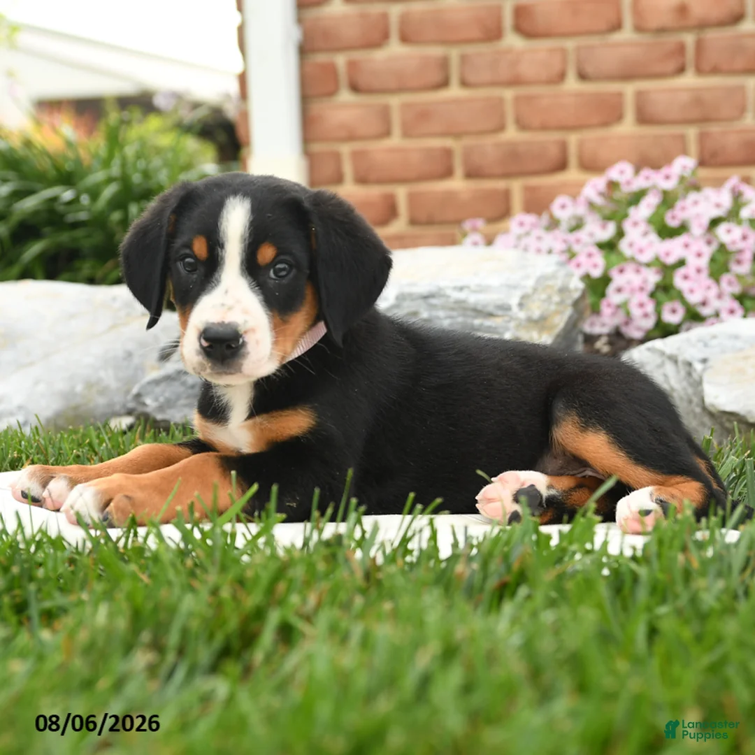 Greater Swiss Mountain Dog dogs for sale: Aspen - Ad 3