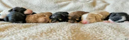 Bernedoodle dogs for sale: Bernedoodle 6 - Ad 2