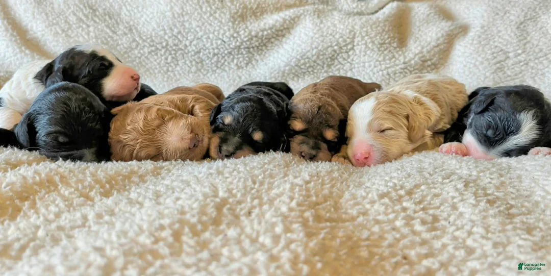 Bernedoodle dogs for sale: Bernedoodle 6 - Ad 2
