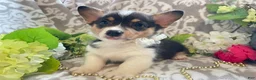 Welsh Corgi Pembroke dogs for sale: Maci - Ad 5