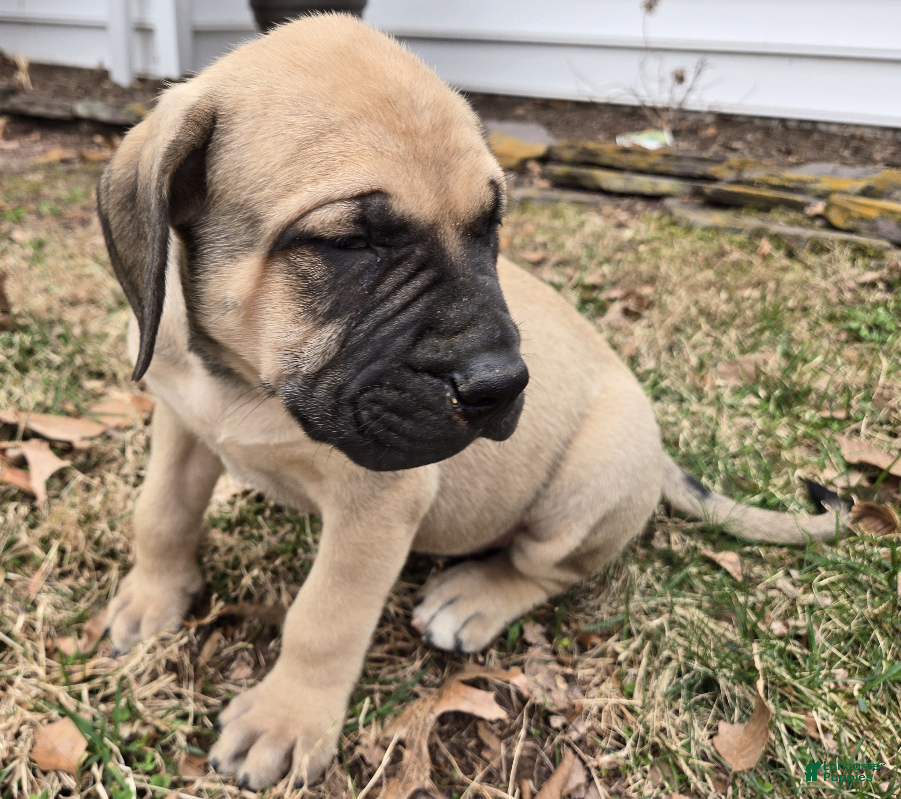 English Mastiff dogs Margo - Ad 19