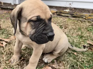 English Mastiff dogs Margo - Ad 19