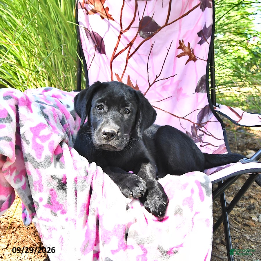 Labrador Retriever dogs Koko - Ad 2
