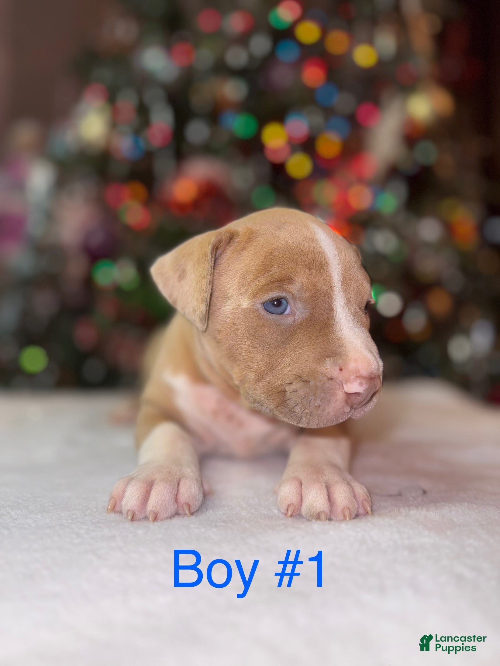 American Bully dogs American Bully Puppy 5 - Ad 7