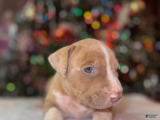 American Bully dogs American Bully Puppy 5 - Ad 7
