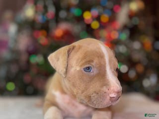 American Bully dogs American Bully Puppy 5 - Ad 41