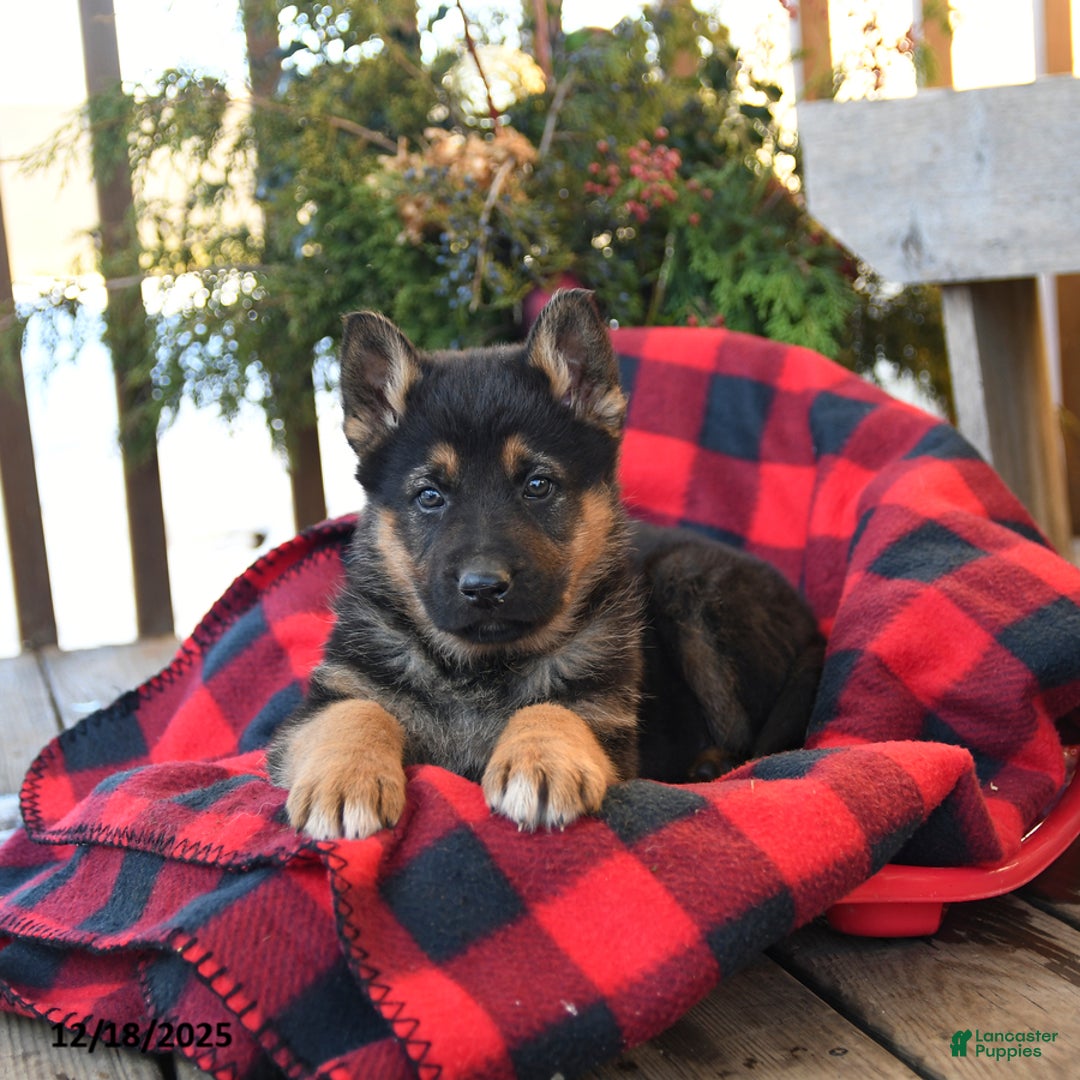 German Shepherd dogs for sale: Mack  - Ad 2