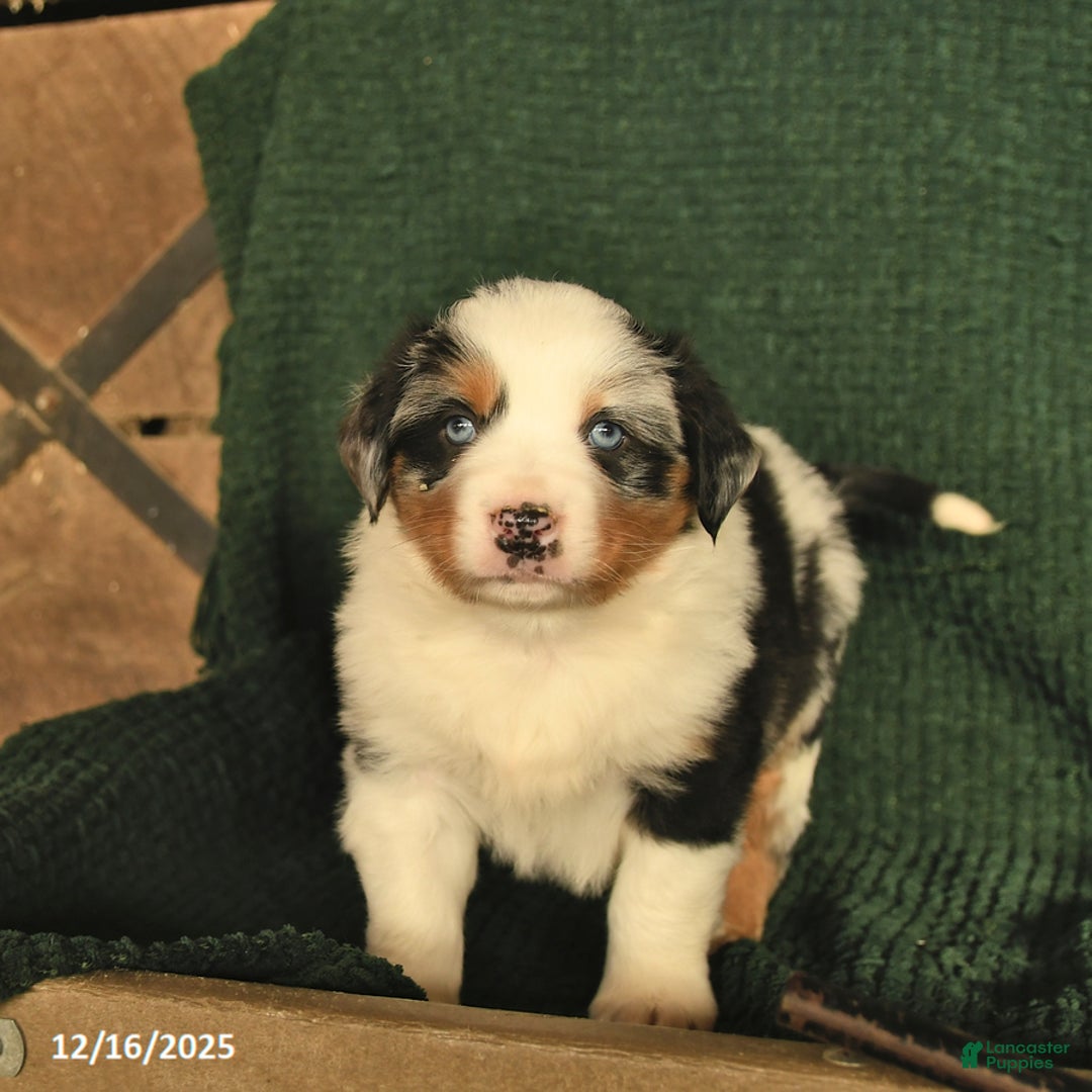 Australian Shepherd dogs for sale: Crawford  - Ad 1