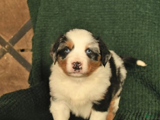 Australian Shepherd dogs Crawford - Ad 30