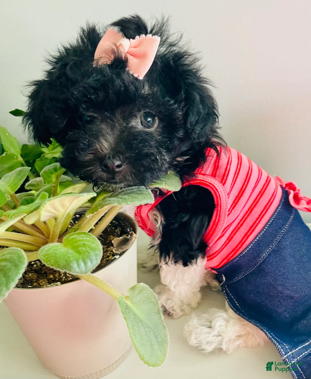 Havanese dogs for sale: Havanese Puppy 1 - Ad 1