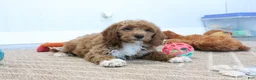 Mini Goldendoodle dogs for sale: Carlos - Ad 4
