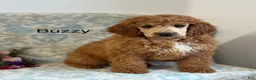 Mini Goldendoodle dogs for sale: Buzzy - Ad 3
