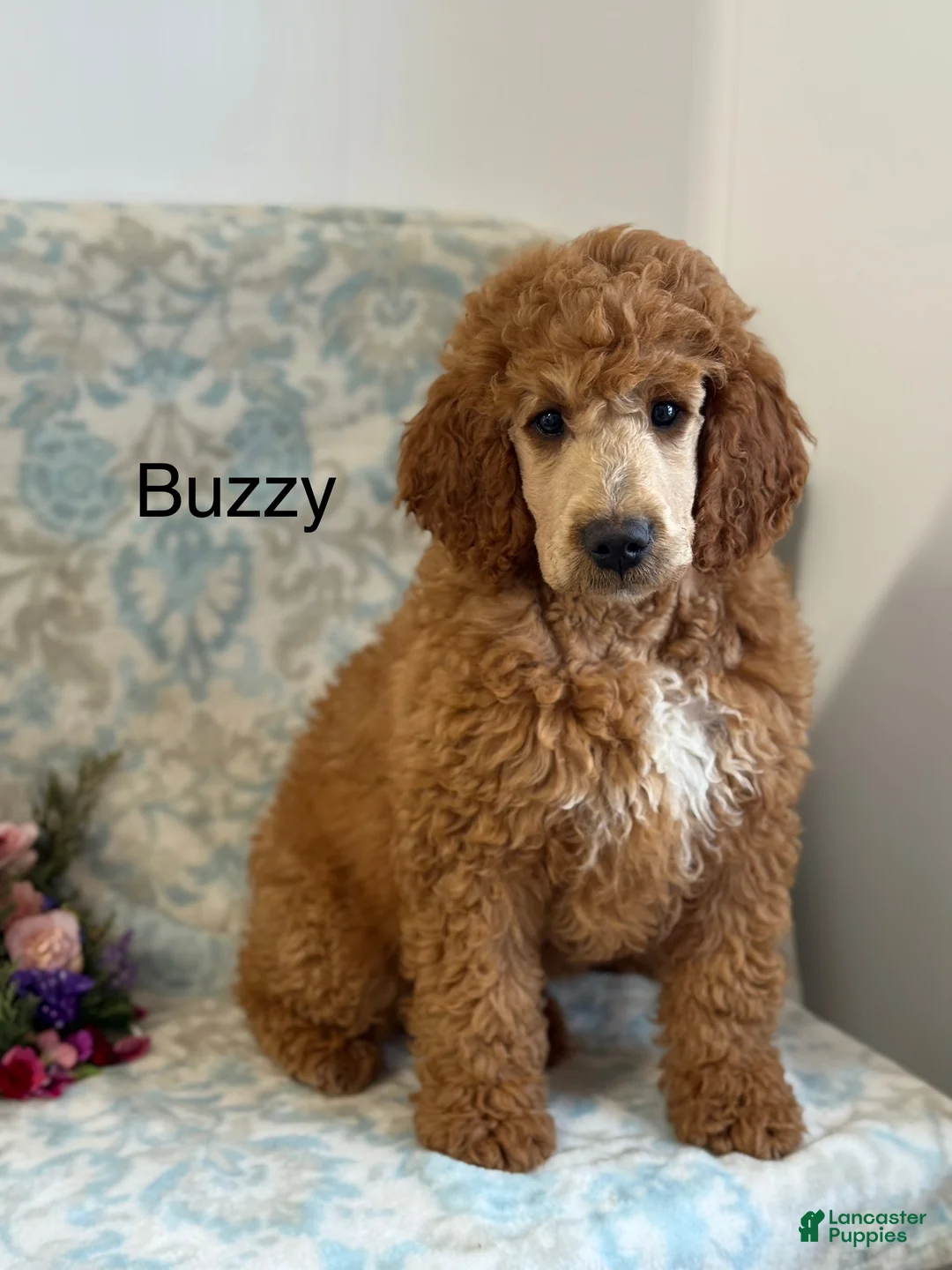 Mini Goldendoodle dogs for sale: Buzzy - Ad 3