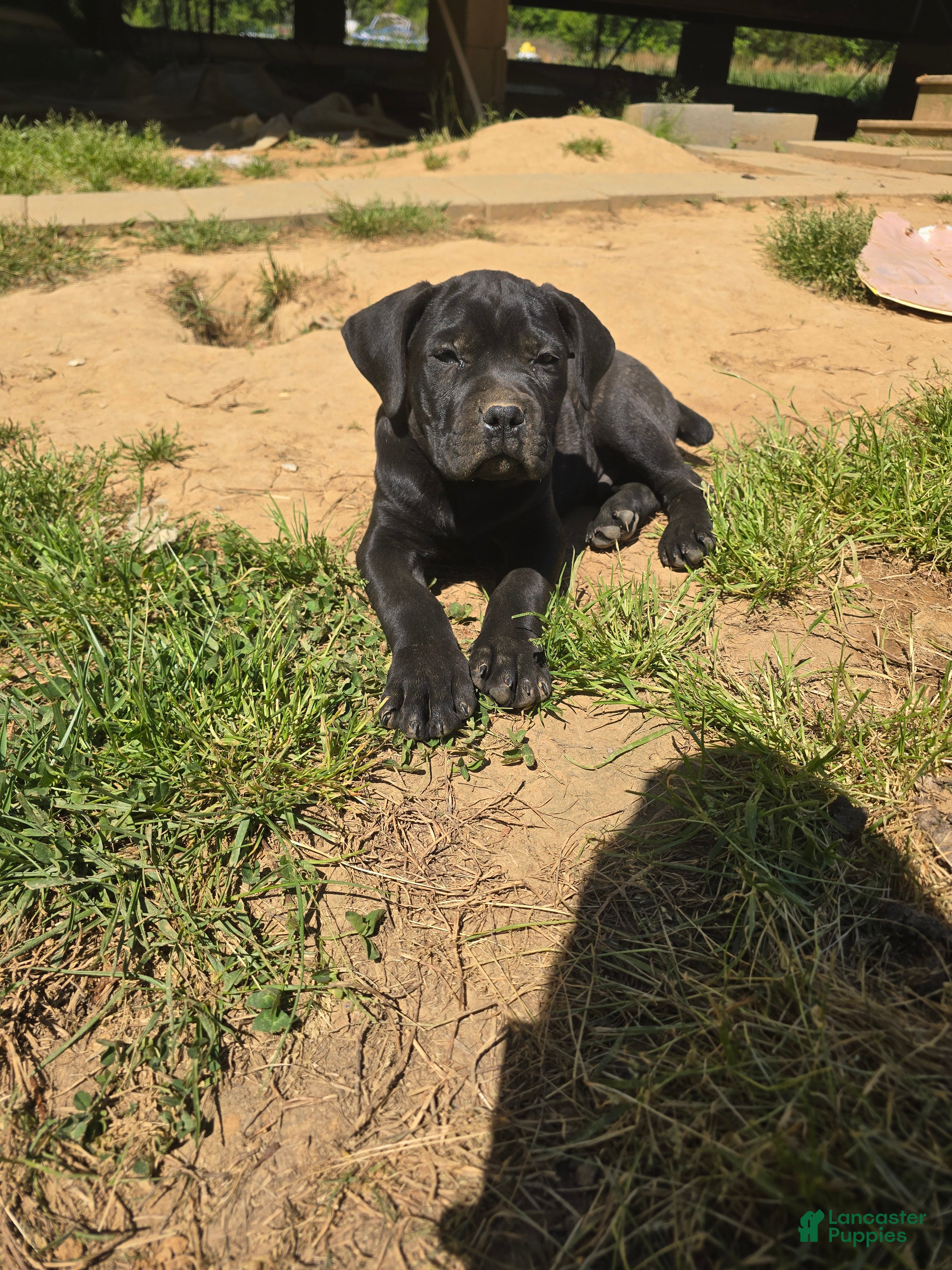 Cane Corso dogs Blue - Ad 1
